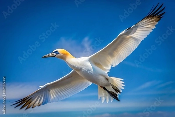Fototapeta Elegant White Bird with Distinctive Black Wing Tips Gliding Through a Clear Blue Sky in Nature