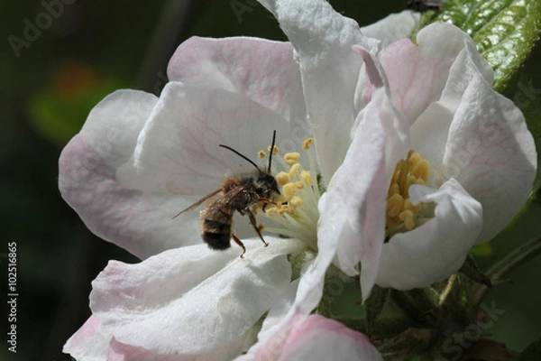 Fototapeta Wildbiene in Apfelblüte