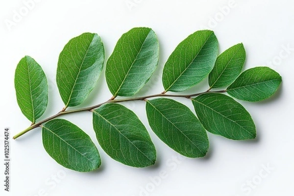 Fototapeta A delicate acacia leaf with multiple small leaflets arranged along a stem, isolated on white background 