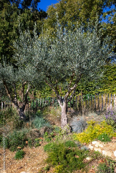 Fototapeta Mature olive trees in a rock garden setting