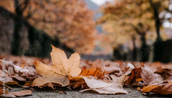 Fototapeta Golden autumn leaves carpet a serene path in a tranquil forest setting surrounded by vibrant trees