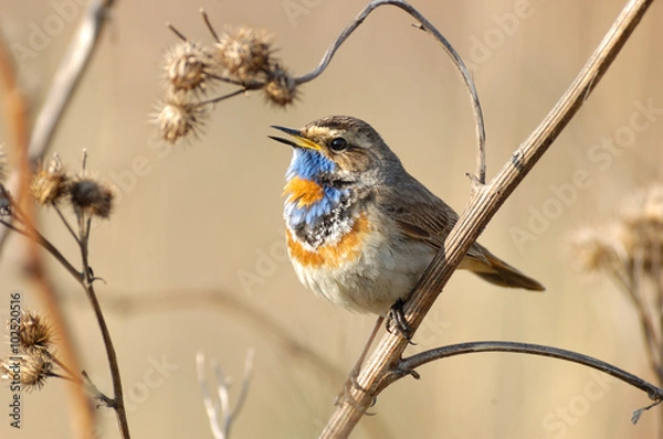 Obraz Singing Bluethroat at dry grass