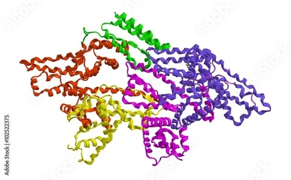 Fototapeta Molecular structure of Bovine serum albumin (BSA)