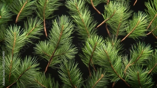 Fototapeta The Pine Branches Background