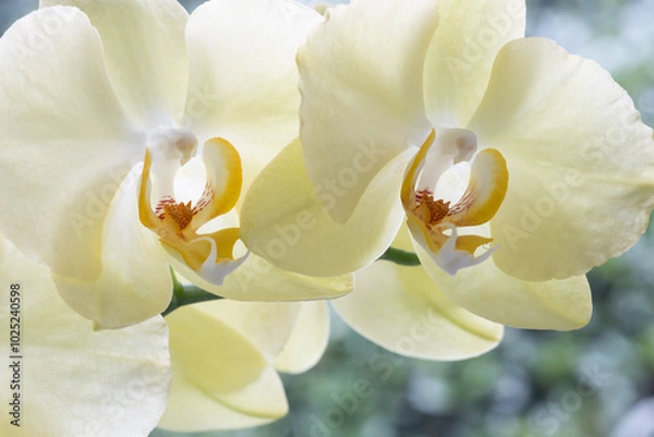 Obraz A stunning closeup view of vibrant yellow orchids that beautifully showcase their intricate petals and centers