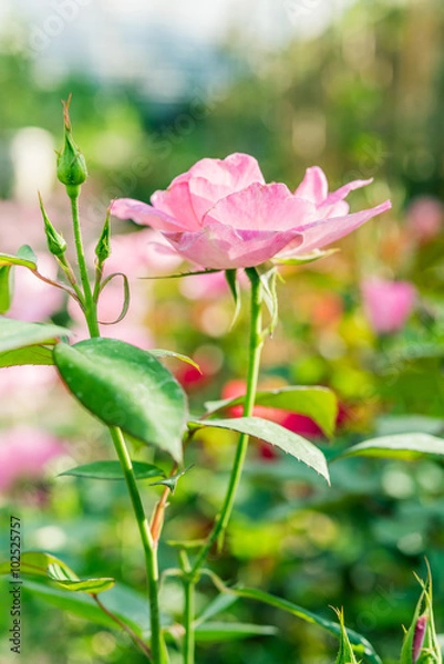 Obraz a bunch of roses in the garden