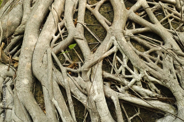 Fototapeta Tree roots form a confusing pattern