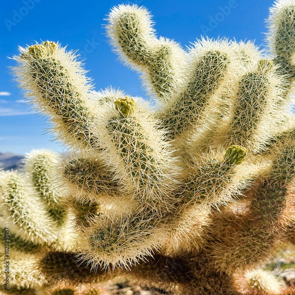 Obraz cholla cactus