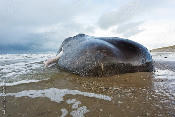 Fototapeta A beached sperm whale lies dead on the beach on the island of Texel in the Netherlands