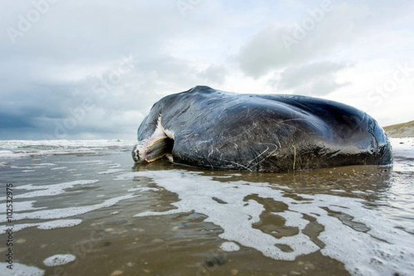 Fototapeta A beached sperm whale lies dead on the beach on the island of Texel in the Netherlands