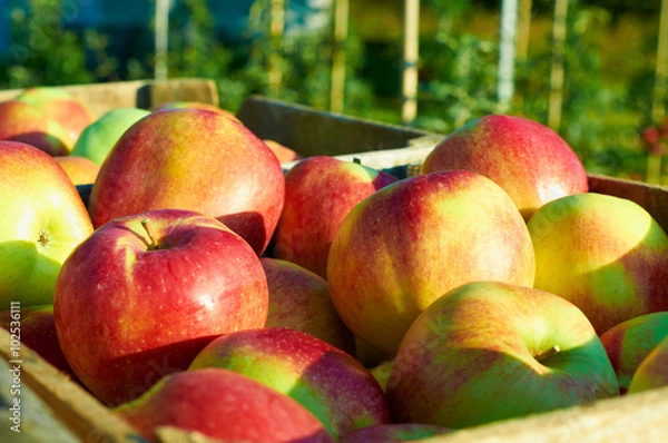 Fototapeta Fresh healthy apples in a box in orchard. Agriculture in summer and autumn.