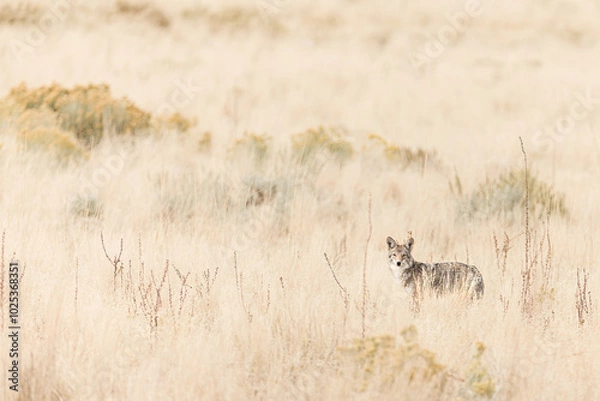 Fototapeta A coyote prowling through the grass