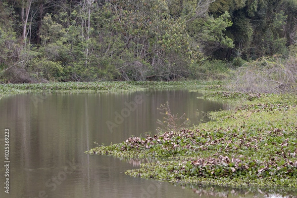 Fototapeta small lake with aquatic plants and forest in the background