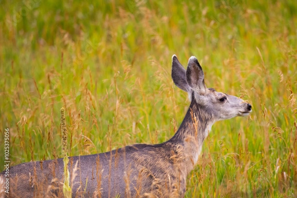Fototapeta deer in the grass and evening light