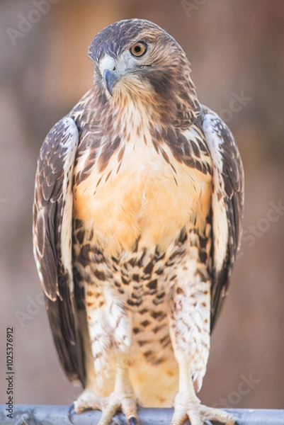 Fototapeta A Red Tailed Hawks Portrait up close