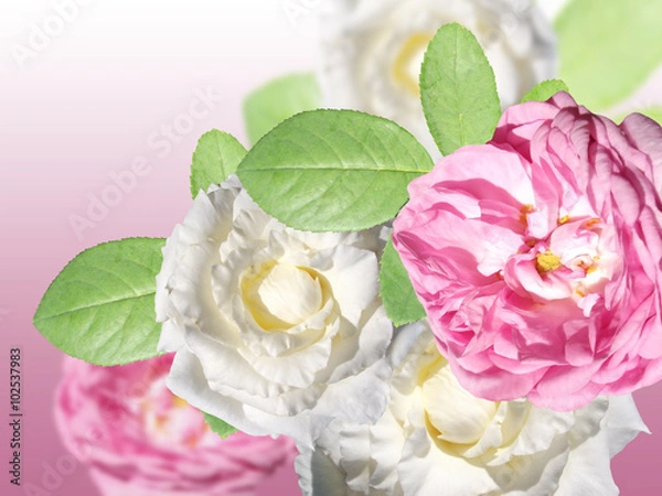 Obraz Rose flower. Isolated 