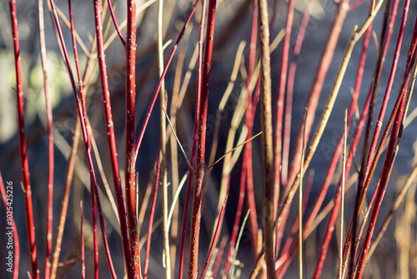 Obraz Red twig dogwood branches in winter