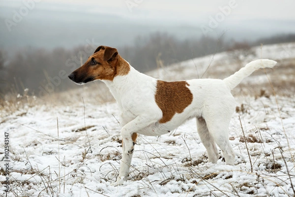 Obraz Smooth Fox Terrier standing in the rack on a flat snow surface.