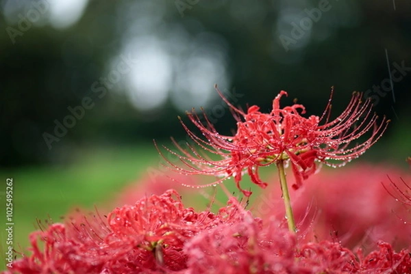 Obraz 雨の彼岸花