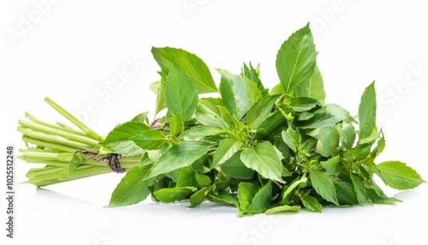 Obraz Thai basil on white background. Thai basil Isolated.