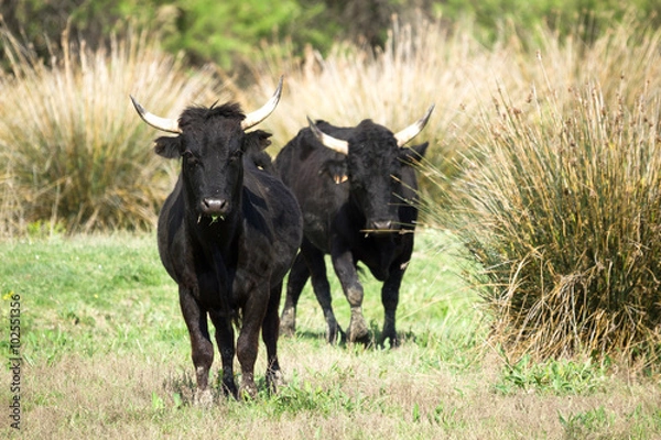 Obraz deux taureaux camarguais dans un champ
