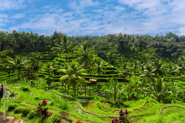 Obraz Green rice fields on Bali island, Jatiluwih near Ubud, Indonesia