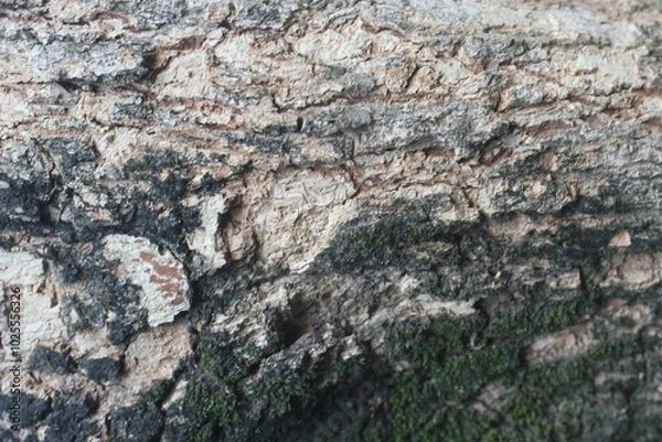 Fototapeta Texture of Rough Bark With Moss Growth
