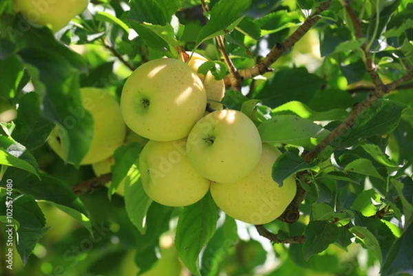 Obraz apple and apple harvest