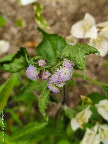 Obraz flowers in a garden