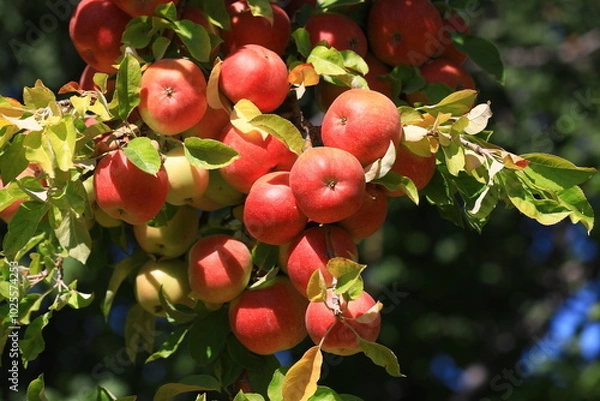 Obraz apple and apple harvest
