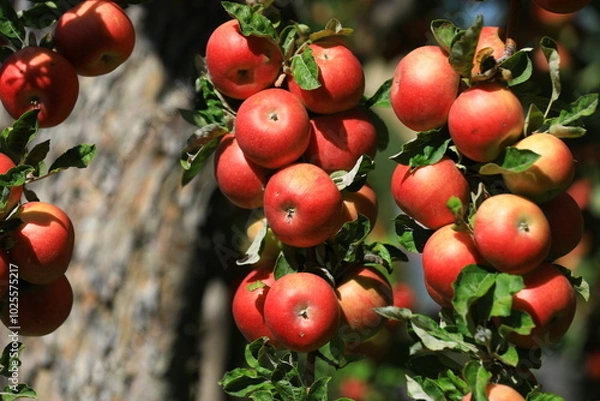 Obraz apple and apple harvest