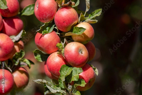Obraz apple and apple harvest