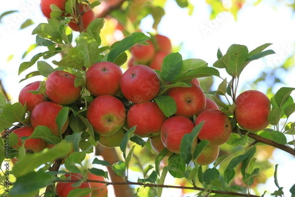 Obraz apple and apple harvest