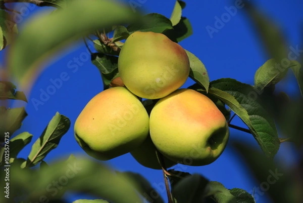 Obraz apple and apple harvest