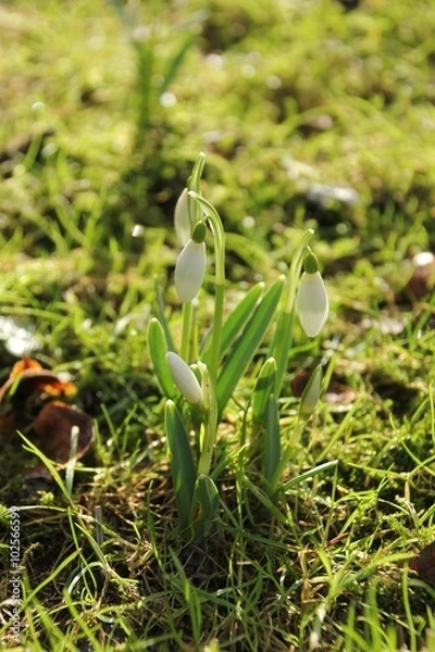 Obraz spring snowdrop flowers in the garden on winter