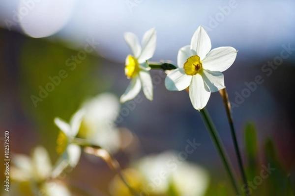 Fototapeta Spring floral background. Narcissus flowers on blurred background with smooth bokeh. Blooming daffodils. Soft focus effect. Shallow depth of field. Selective focus.
