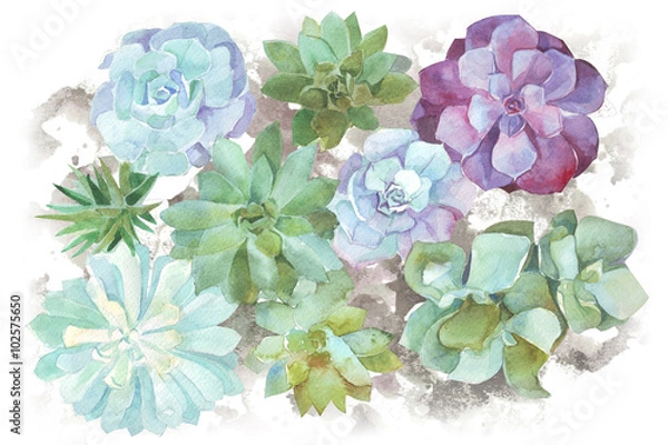 Fototapeta watercolor flowers succulents