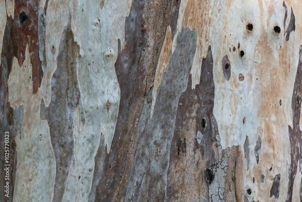 Fototapeta Shades of eucalyptus tree trunk texture