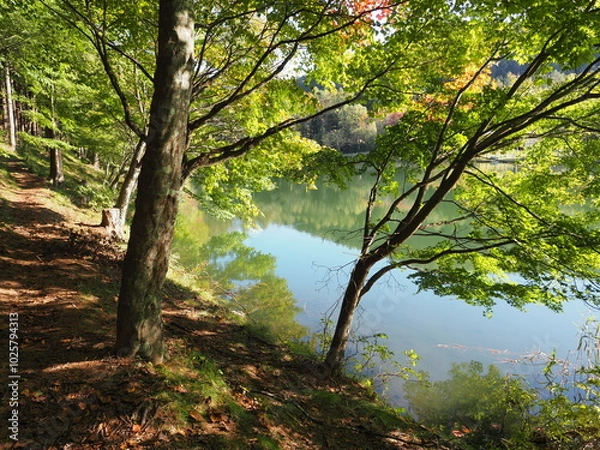 Fototapeta 木陰と湖 PA121679
