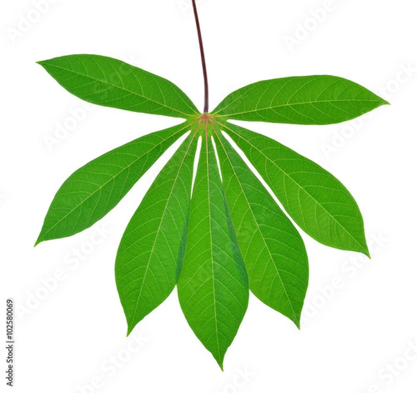 Fototapeta Beautiful Cassava leaf