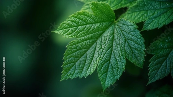 Fototapeta Lush Green Leaf with Detailed Texture
