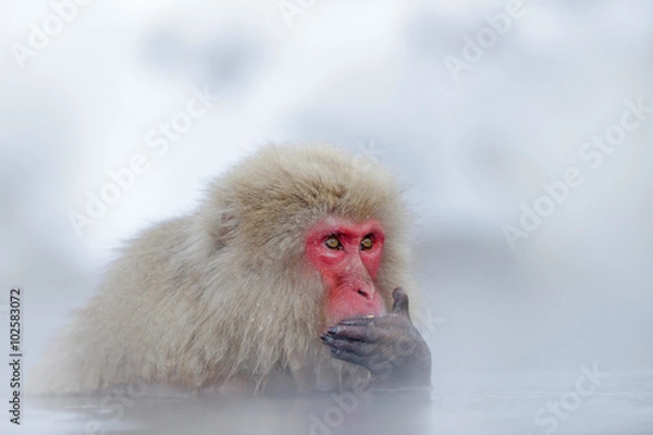 Obraz Makak japoński, Macaca fuscata, w wodzie