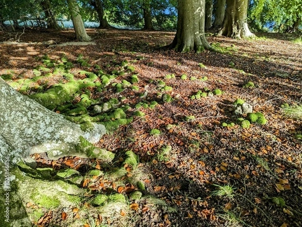 Fototapeta Unusual green moss covered knobbly tree roots protruding from the forest floor