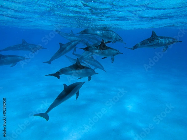 Fototapeta Red Sea Underwater Wonders: Scuba Diving, Marine Life, Corals & Sea Creatures