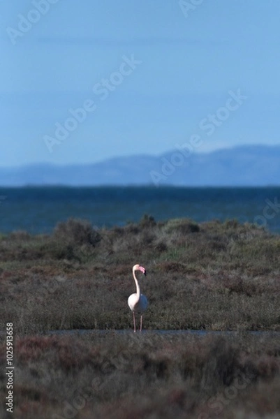 Fototapeta A flamingo is standing among grasses at the shore of a lake, with mountains in the distance. Its head is turned to one side, with the pink beak with a black tip clearly visible. The sky is blue.