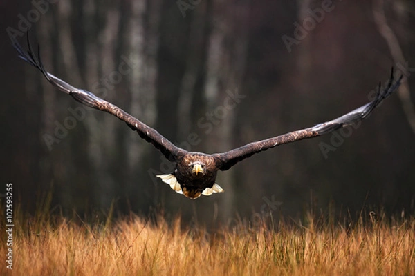 Fototapeta Face flight (Haliaeetus albicilla) White-tailed Eagle, birds of prey with forest in background
