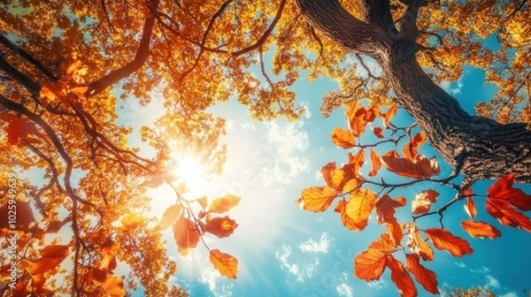 Fototapeta A vibrant autumn scene with sunlight filtering through colorful leaves and branches.