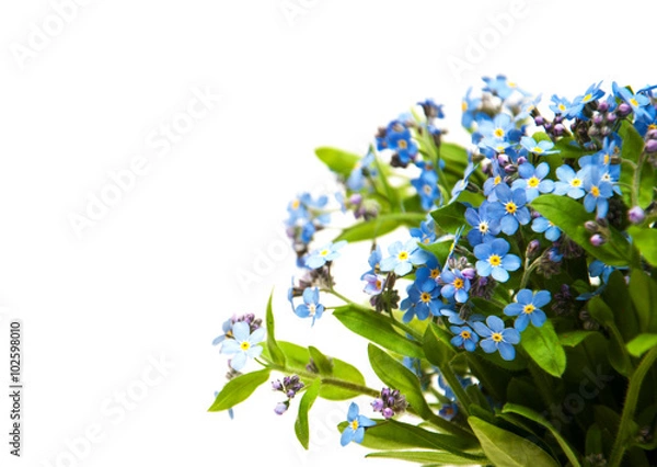 Obraz Forget-me-nots flowers