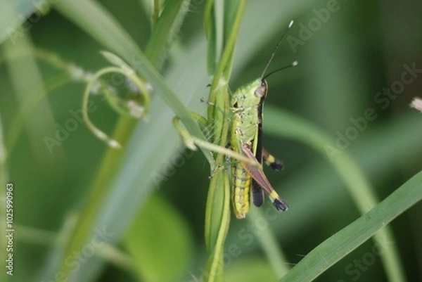 Fototapeta grasshopper on a leaf