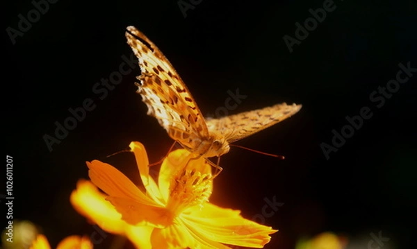 Obraz 黄花コスモスの蜜を吸うオレンジ色のヒョウモンチョウ